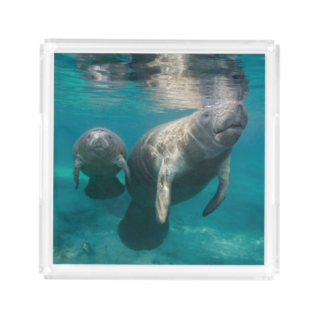 Cutest Baby Animals | Manatee & Baby Acrylic Tray (Front)