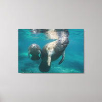 Cutest Baby Animals | Manatee & Baby