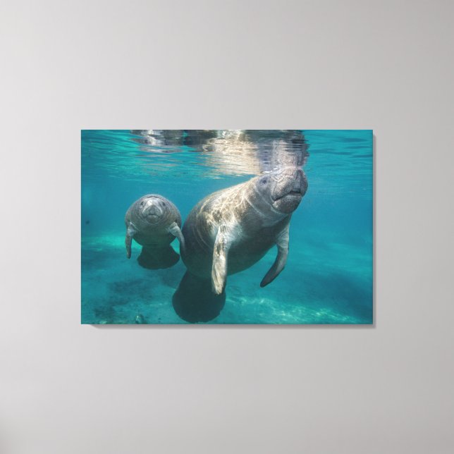 Cutest Baby Animals | Manatee & Baby Canvas Print (Front)