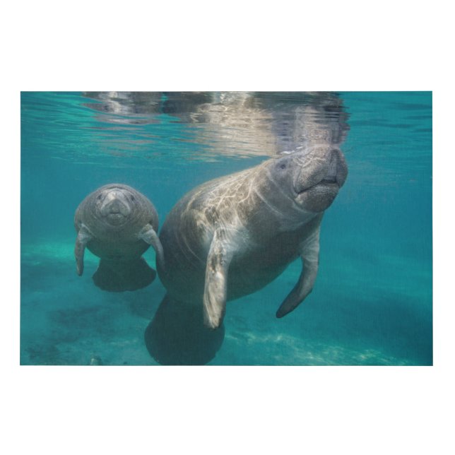 Cutest Baby Animals | Manatee & Baby Faux Canvas Print (Front)