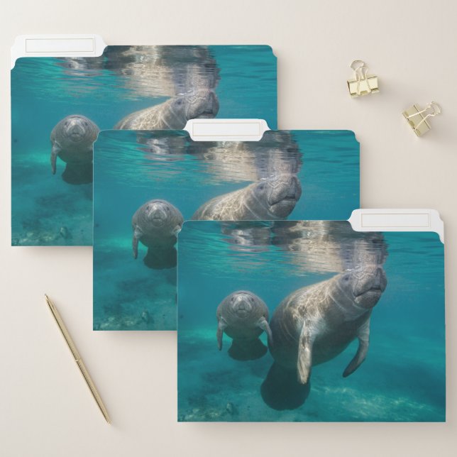 Cutest Baby Animals | Manatee & Baby File Folder (Set)