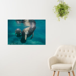 Cutest Baby Animals Manatee & Baby Foam Board
