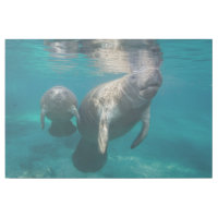 Cutest Baby Animals | Manatee & Baby