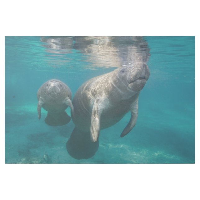 Cutest Baby Animals | Manatee & Baby Gallery Wrap (Front)