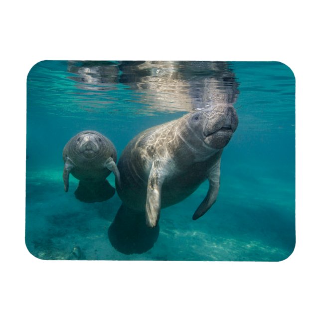 Cutest Baby Animals | Manatee & Baby Magnet (Horizontal)