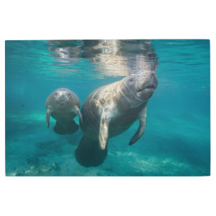 Cutest Baby Animals   Manatee & Baby Metal Print