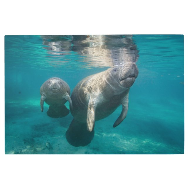 Cutest Baby Animals | Manatee & Baby Metal Print (Front)