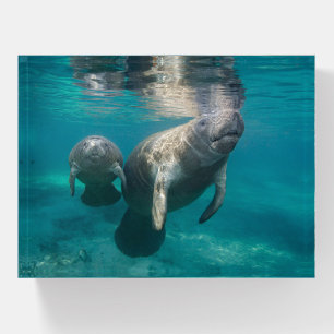 Cutest Baby Animals   Manatee & Baby Paperweight