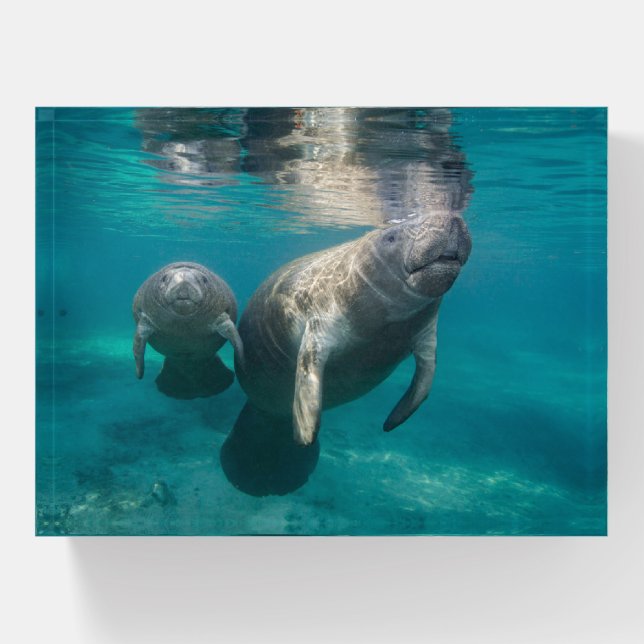Cutest Baby Animals | Manatee & Baby Paperweight (Front)