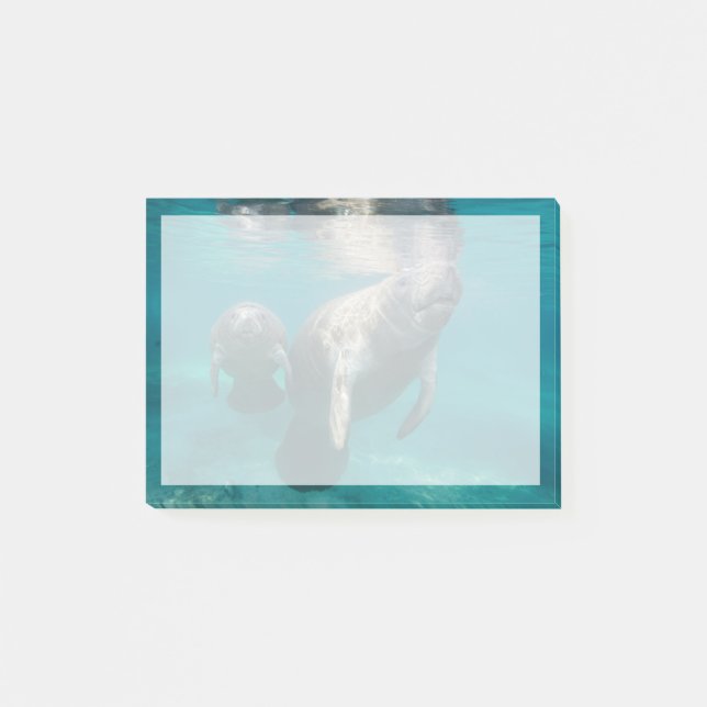 Cutest Baby Animals | Manatee & Baby Post-it Notes (Front)