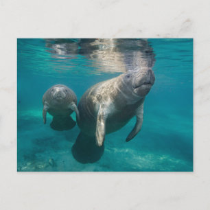 Cutest Baby Animals Manatee & Baby Postcard