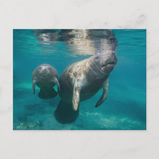 Cutest Baby Animals | Manatee & Baby Postcard