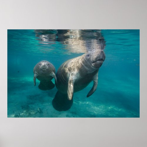 Cutest Baby Animals  Manatee  Baby Poster
