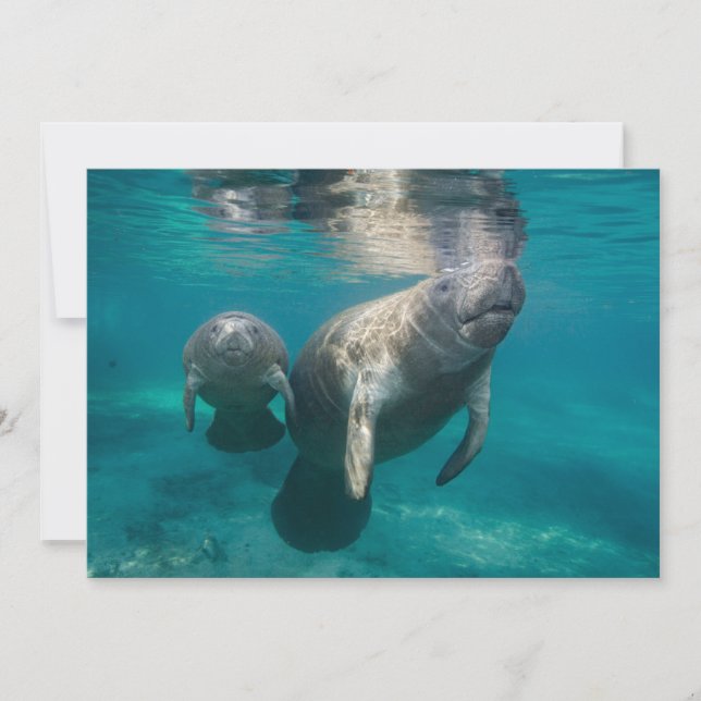 Cutest Baby Animals | Manatee & Baby Thank You Card (Front)
