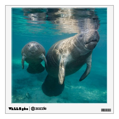 Cutest Baby Animals  Manatee  Baby Wall Decal