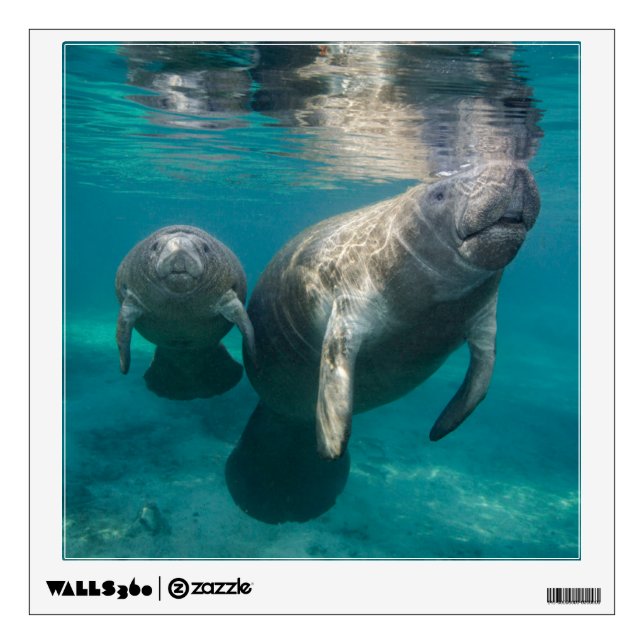 Cutest Baby Animals | Manatee & Baby Wall Decal (Front)