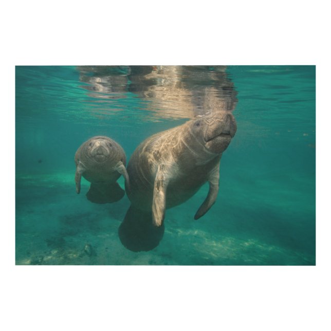 Cutest Baby Animals | Manatee & Baby Wood Wall Art (Front)