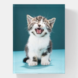 Cutest Baby Animals   Meowing Baby Kitten Paperweight