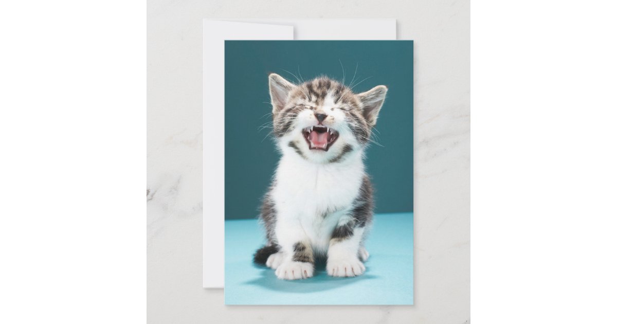 Cutest Baby Animals | Meowing Baby Kitten Thank You Card | Zazzle