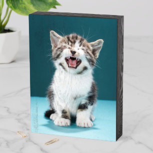 Cutest Baby Animals   Meowing Baby Kitten Wooden Box Sign