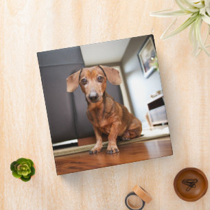 Cutest Baby Animals Mini Dachshund Puppy 3 Ring Binder
