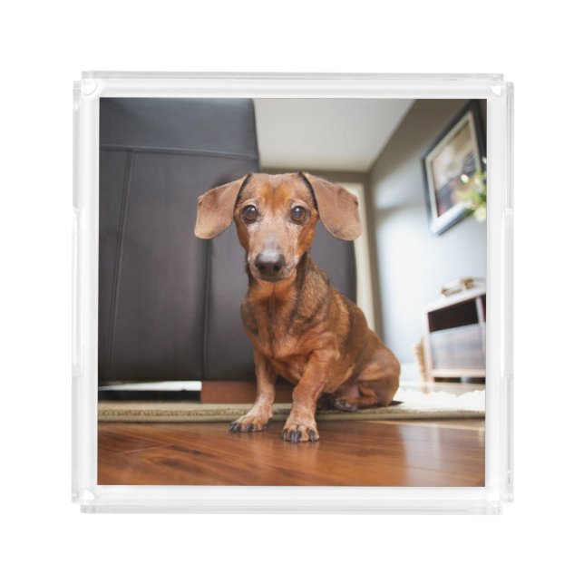 Cutest Baby Animals | Mini Dachshund Puppy Acrylic Tray (Front)