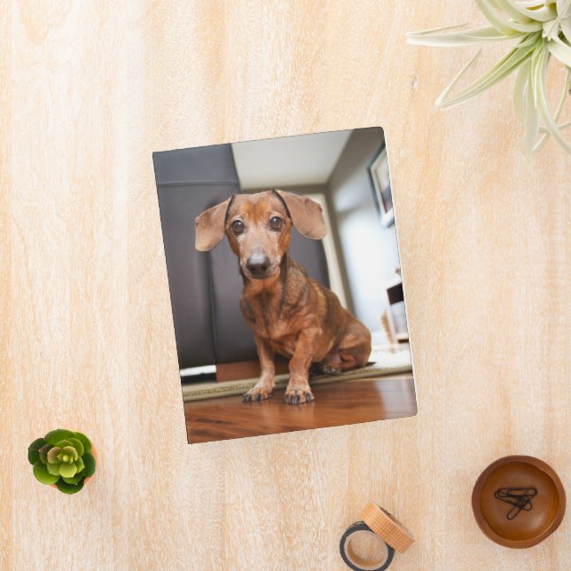 Cutest Baby Animals | Mini Dachshund Puppy Binder (InSitu)