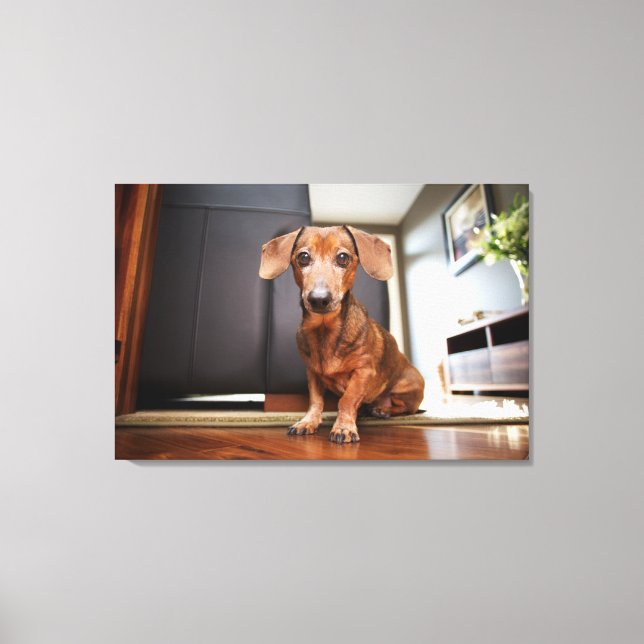 Cutest Baby Animals | Mini Dachshund Puppy Canvas Print (Front)