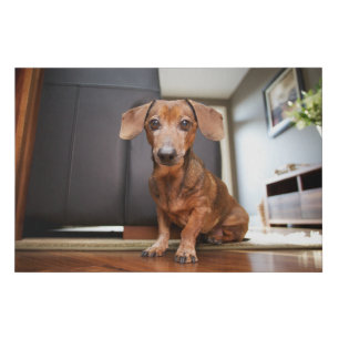 Cutest Baby Animals Mini Dachshund Puppy Faux Canvas Print