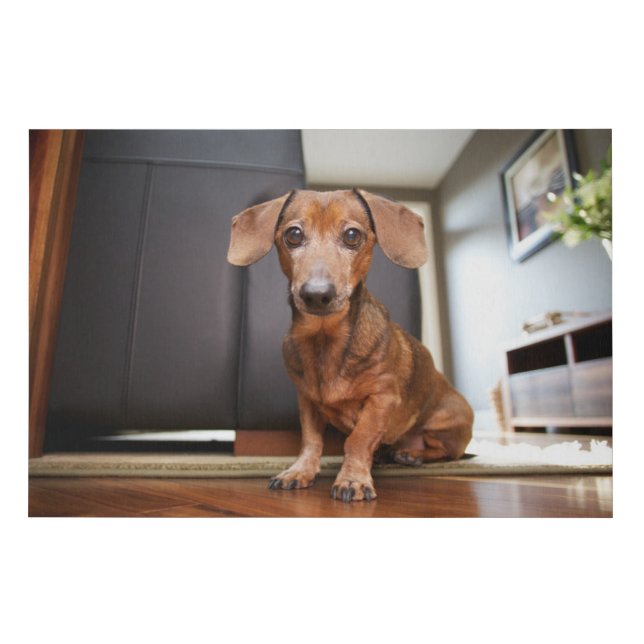 Cutest Baby Animals | Mini Dachshund Puppy Faux Canvas Print (Front)