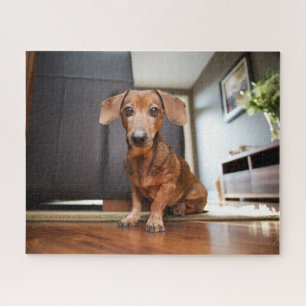 Cutest Baby Animals Mini Dachshund Puppy Jigsaw Puzzle