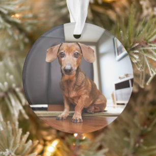 Cutest Baby Animals   Mini Dachshund Puppy Ornament