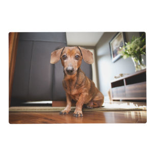 Cutest Baby Animals Mini Dachshund Puppy Placemat
