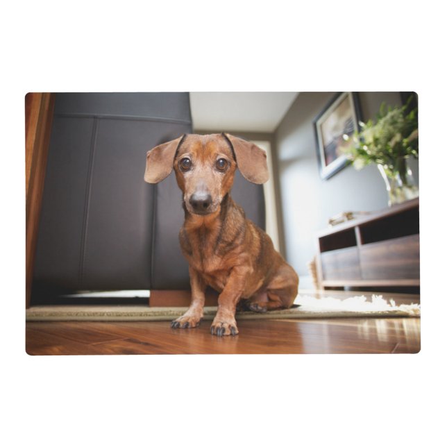Cutest Baby Animals | Mini Dachshund Puppy Placemat (Front)