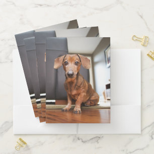 Cutest Baby Animals   Mini Dachshund Puppy Pocket Folder