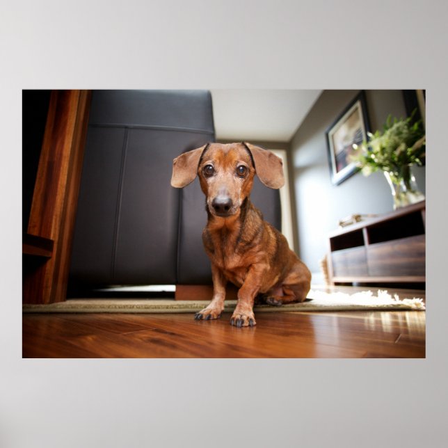 Cutest Baby Animals | Mini Dachshund Puppy Poster (Front)