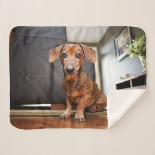 Cutest Baby Animals   Mini Dachshund Puppy Sherpa Blanket