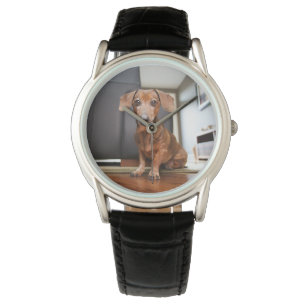 Cutest Baby Animals   Mini Dachshund Puppy Watch