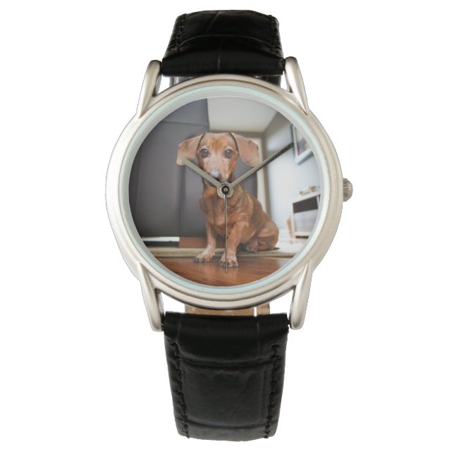 Cutest Baby Animals | Mini Dachshund Puppy Watch (Front)