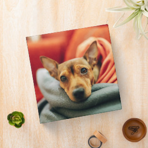 Cutest Baby Animals Miniature Pinscher 3 Ring Binder