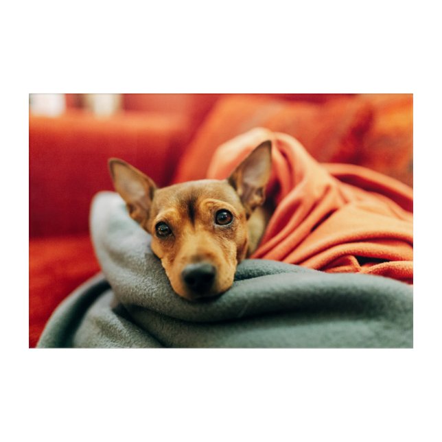 Cutest Baby Animals | Miniature Pinscher Acrylic Print (Front)