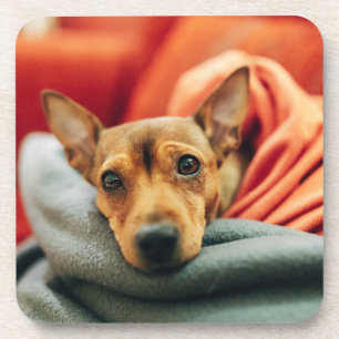 Cutest Baby Animals   Miniature Pinscher Beverage Coaster