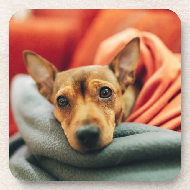 Cutest Baby Animals | Miniature Pinscher Beverage Coaster (Front)