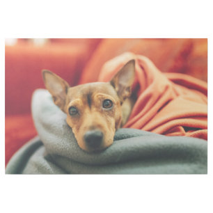 Cutest Baby Animals   Miniature Pinscher Gallery Wrap