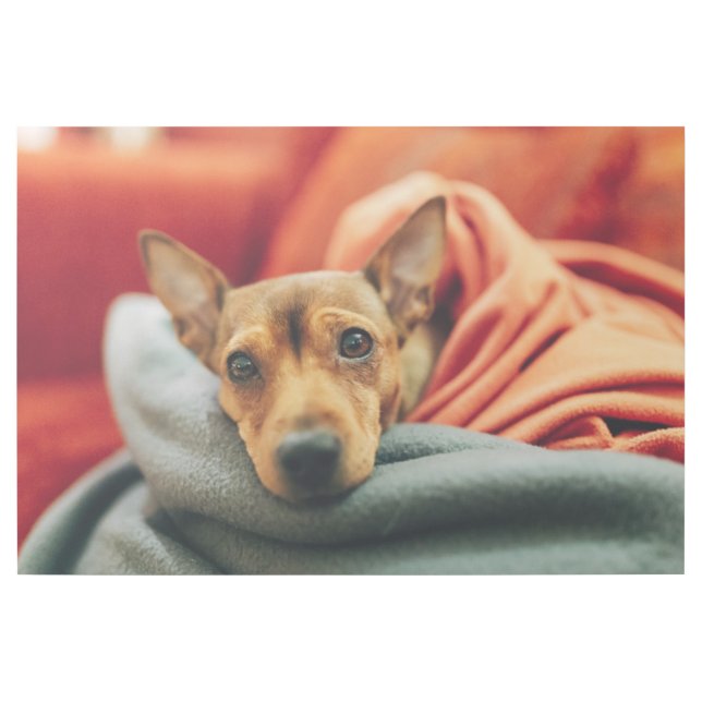 Cutest Baby Animals | Miniature Pinscher Gallery Wrap (Front)