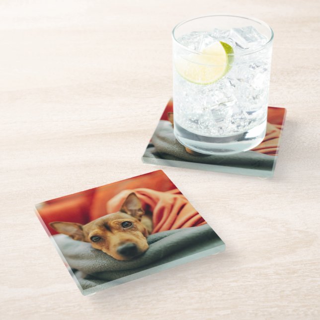 Cutest Baby Animals | Miniature Pinscher Glass Coaster (Angled)