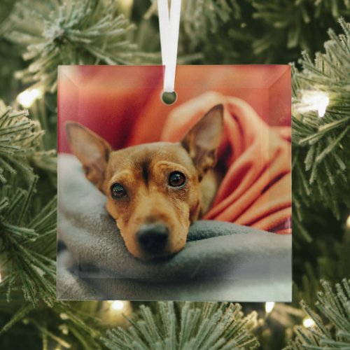 Cutest Baby Animals  Miniature Pinscher Glass Ornament