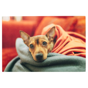 Cutest Baby Animals Miniature Pinscher Metal Print