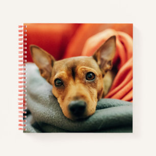 Cutest Baby Animals Miniature Pinscher Notebook