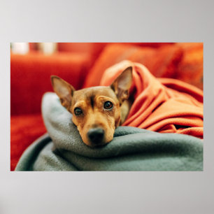 Cutest Baby Animals Miniature Pinscher Poster